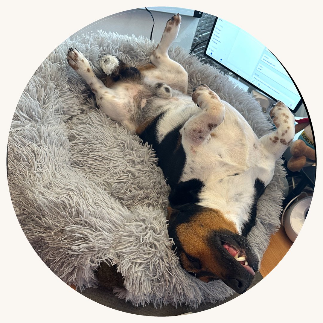 Max, Neil's dog and the inspiration for PetVet247