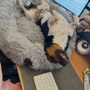 Max, Neil's dog and the inspiration for PetVet247